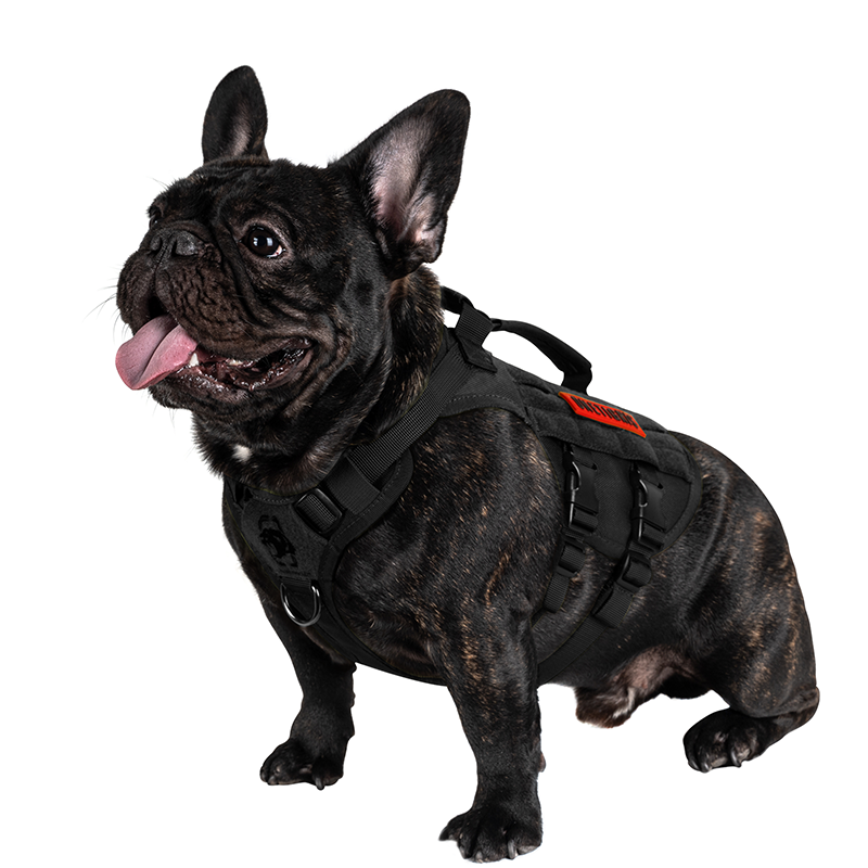 AIRE MESH BLACK: SMALL DOG SIZE