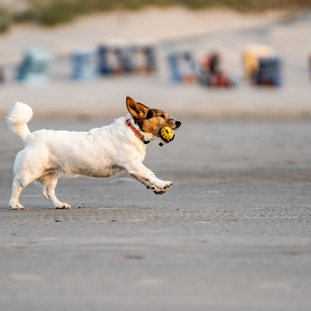 Mango Dog Toy - Image 6
