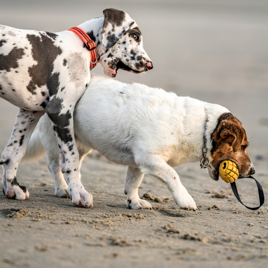 Mango Dog Toy - Image 7